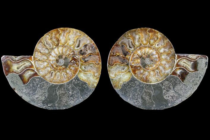 Cut & Polished Ammonite Fossil - Agatized #79712